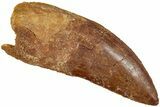 Serrated, Carcharodontosaurus Tooth - Real Dinosaur Tooth #234250-1